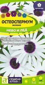 Остеоспермум Небо и Лед белые язычковые цветки и синий центр, 40-50см 0,1гр СА/ЦВ