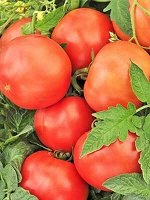 С Томат Ранний Красный низкор, ультраранний 0,05гр Гавриш/БП