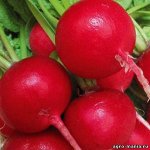 С Редис Корунд раннеспелый, круглый, красный 3гр Гавриш/БП