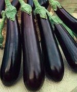 С Баклажан Фиолетовый Длинный раннеспелый, удлиненный, темно-фиолетовый 0,1гр Гавриш/БП 1/20
