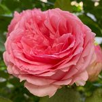 Жардин роза шраб (плетистая), нежно-розовая с более насыщенными краями.