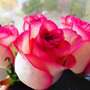 Изольда роза чайно-гибридная, белые, по краю имеют широкую малиновую каймой.