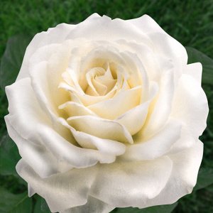 Паскаль роза чайно-гибридная