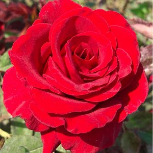 Престиж роза чайно-гибридная, бутоны насыщенного красного цвета.