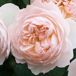 Ганимеда роза (Центифольная), кремовый или нежно-розовый оттенок.