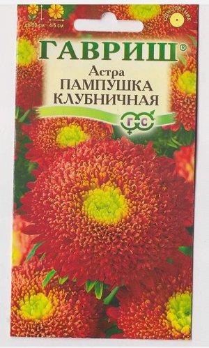 Астра Пампушка клубничная (Код: 70573)
