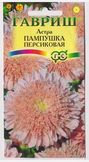 Астра Пампушка персиковая (Код: 70574)