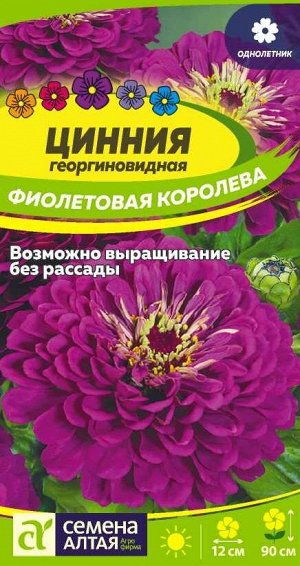 Цветы Цинния Фиолетовая Королева георгиноцв./Сем Алт/цп 0,3 гр.