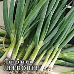 Лук батун Легионер
