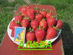 Альба