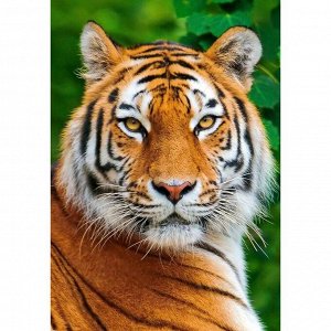 Алмазная мозаика «Тигр» 29.5?20.5см, 28 цветов