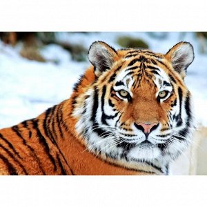 Алмазная мозаика «Тигр зимой» 29.5?20.5 см, 30 цветов