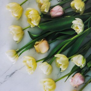Фотофон двусторонний бумага 300 гр "Тюльпаны и розы" 57х87 см