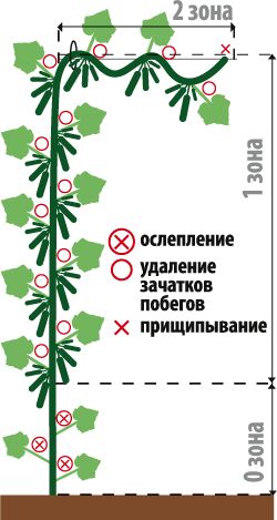 Аэлита Огурец Мизинец F1