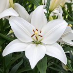 Лилия Asiatic &quot;Bright Diamond&quot;