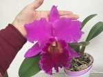 Blc. Mem Crispin Rosale &quot;Lu Kang&quot;