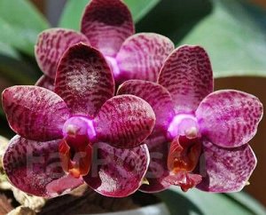 Dtps i-hsin spot eagle
