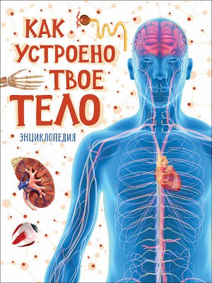 Как устроено твое тело