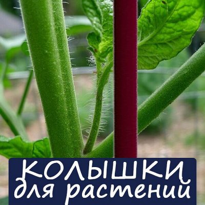 ДАЧНЫЙ СЕЗОН: колышки от 42 руб.!