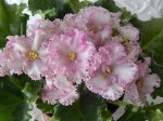 Rosie Ruffles /стартер