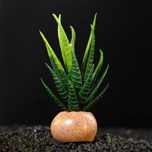 Растение искусственное аквариумное на камне, 6 х 6 х 12 см