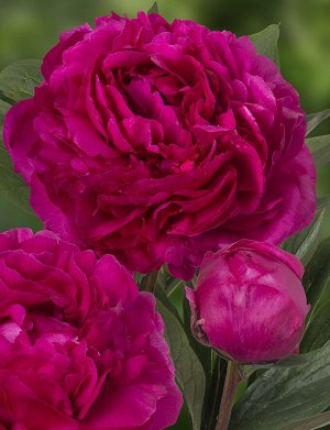 Канзас Пион травянистый Канзас (Paeonia "Kansas") махровый розовидный пион с обильным цветением. Ярко-красный с сиреневым отливом, лепестки округлые и крупные. Форма и окраска варьируется по года, не 