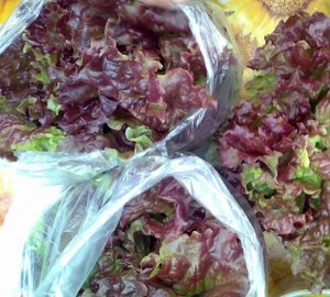 Обжорка листовая 0,5г А салат