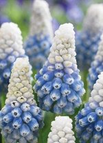 Мускари Горная Леди 1 уп. ( 10шт.) Фракция 7/8