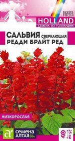 Цветы Сальвия Редди Брайт ред сверкающая/Сем Алт/цп 5 шт. Голландия