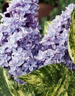 Сирень обыкновенная Аукубафолия 1 шт ЗКС р9