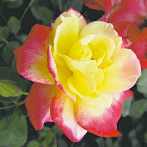 Роза флорибунда Кэмпфаэр