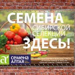 Семена Алтая. Сезон 2022