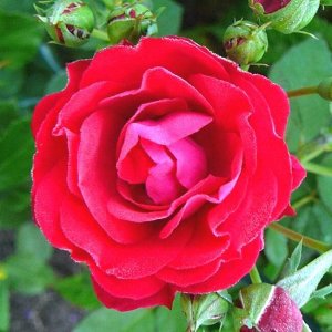 Роза канадская парковая Модэн Аморетт
