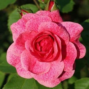Роза парковая Морден Руби
