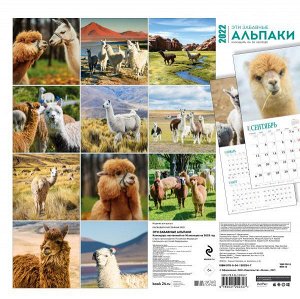 Эти забавные альпаки. Календарь настенный на 16 месяцев на 2022 год (300х300 мм)