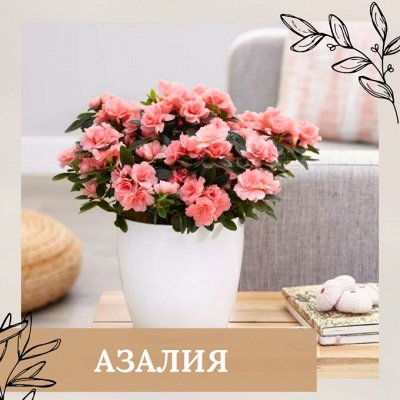 Азалия в горшке фото