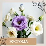Эустома