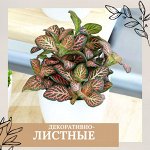 Декоративнолистные растения