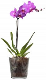 &quot;PSB&quot; BOTANICA&quot; Горшок для цветов 135мм 1109293
