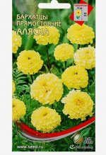 Семена цветов Бархатцы &quot;Аляска&quot; 40 шт