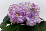 Фиалка АВ-Сказочные Георгины