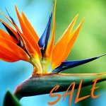 Хищный Sale! Огромный выбор комнатных растений