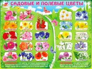 Плакат "Садовые и полевые цветы"