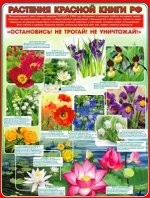 Плакат &quot;Растения красной книги РФ&quot;