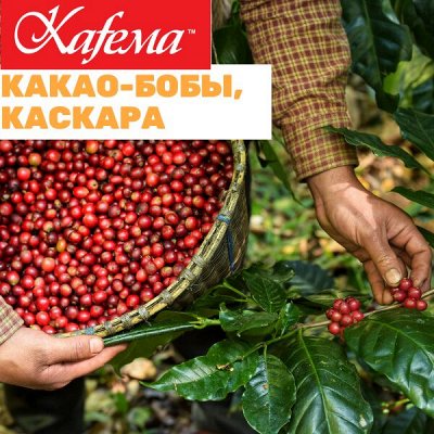 Kafema. Вкусный кофе с лучших плантаций мира в дрип пакетах — Каскара, какао-бобы, кофейные цветы