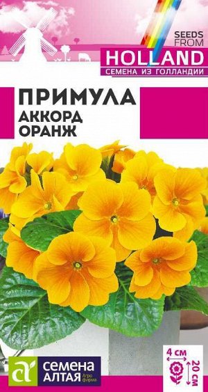 Цветы Примула Аккорд Оранж/Сем Алт/цп 5 шт двулетник Голландия НОВИНКА