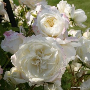 Роза  Alaska