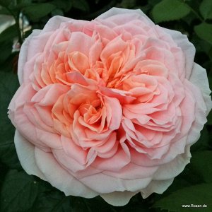Роза  Amorosa