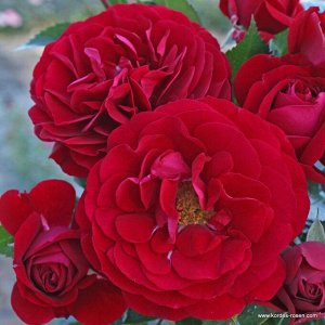 Роза  Bordeaux