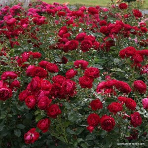 Роза  Bordeaux